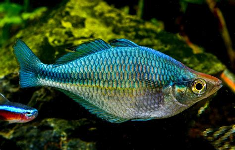 藍色淡水魚|藍美人介紹：體型、飼養照顧｜小型淡水觀賞魚百科｜菖葳國